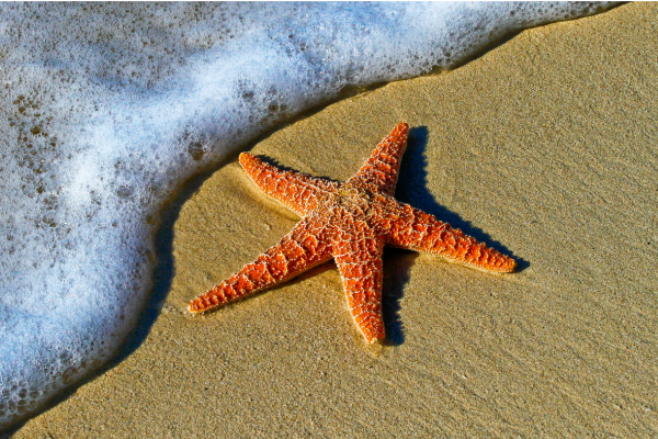 Photo by Pedro Lastra, Unsplash